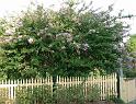 Crepe Myrtle_2